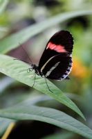 Heliconius erato - Butterfly House - Future Gardens, Hertfordshire