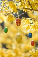 Painted wooden Easter egg decorations hanging from Forsythia