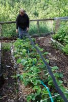 Protecting Fragaria - Strawberries from birds - lay the net along the top of the hoops