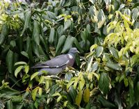 Columba palumbus - Wood pigeon eating Hedera - Ivy berries