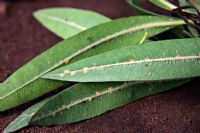 Oleander - Nerium oleander may suffer from scale insects such as Diaspis pentagona and Aspidiotus hederae. Shown here along spine of underside of leaf