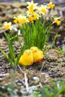 Fluffy Childrens' Easter toy chicks hidden in spring garden
