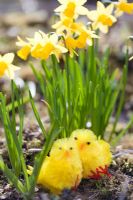 Fluffy Childrens' Easter toy chicks hidden in spring garden