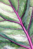 Brassica 'Kalibos' - Cabbage