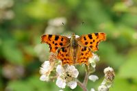 Polygonia c-album - Comma Butterfly, feeding on common bramble, Norfolk, UK, July