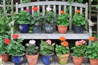 Pots of Pelargoniums - Geraniums, in flower and on display on garden bench, Norfolk, UK, July