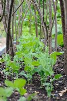 Pisum - Garden Peas, 'Jaguar' seedlings growing under hazel sticks. Norfolk, UK, July