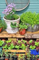 Collection of containers with herbs and salad leaves outside the potting shed, UK, June