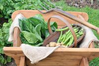 First of the summer vegetables. First Early Potatoes, 'Arran Pilot', Summer Cabbage 'Hispi' and Broad Beans 'Aquadulce claudia' in traditional wooden wheelbarrow