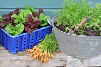 Container grown vegetables. Salad leaves in plastic crate and Carrot in galvanised metal bath