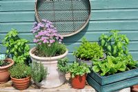 Collection of pots and containers outside the potting shed. Herbs including Chives and Basil. Salad leaves in reclaimed wooden crates, UK, June