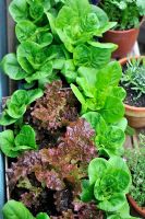 Lettuce 'Little Gem' and 'Lollo Rosso' growing in containers, UK, June
