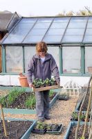 Hardening off seedlings. Woman gardener placing trays of seedlings and plants outside the greenhouse to harden off, UK, May