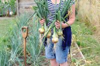 Woman gardener harvesting Allium - Maincrop Onions, 'Hytec'. Norfolk, UK, July
 