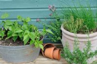 Dwarf French Beans planted in old zinc container with terracotta herb planter and terracotta pots. Norfolk, UK, July