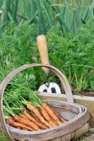 Freshly harvested home grown Carrot 'Amsterdam Forcing' in wooden trug ready for the kitchen, Norfolk, UK, June