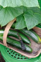 Home grown greenhouse Cucumber 'Tiffany' cut in trug and ready for kitchen, Norfolk, UK, July