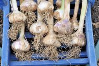 Freshly harvested home grown Garlic 'Iberian Wight' drying in wooden trug, Norfolk, UK, July