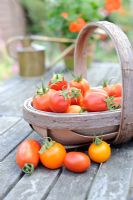 Various varieties of home grown Tomatoes in wooden trug on patio table, Norfolk, UK, July