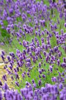 Lavandula - Lavender, Norfolk, UK, July