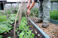 Gardener placing Hazel sticks in soil to support Pisum - Pea 'Ambassador'. Norfolk, UK, July