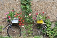 Display of summer flowers planted around and in old bicycles, Norfolk, UK, July