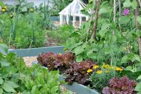 Low angle view of potager garden in mid summer, Norfolk, UK, July