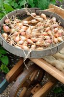 French long Shallots drying in garden sieve, placed on wooden wheelbarrow, Norfolk, UK, July