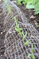 Spinach 'Picasso' seedlings protected by wire netting, Norfolk, UK, July