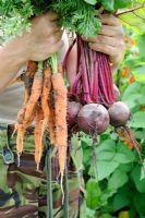 Female gardener holding bunches of freshly pulled Carrots and Beetroot. Norfolk, UK, July