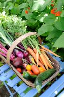 Summer Vegetable Harvest. Wooden trug on chair with Beetroot, Carrots, Tomatoes, Courgettes and Onions. Norfolk, UK, July
 
