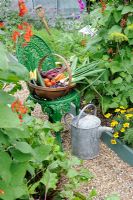 Summer Vegetable Harvest. Wooden trug on cast iron chair with Beetroot, Carrots, Courgettes, French Beans and Onions. Norfolk, UK, July