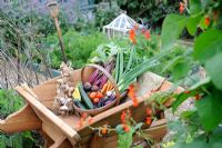 Summer Vegetable Harvest. Wooden trug in wheelbarrow with Garlic, Beetroot, Carrots, Courgettes, French Beans, Tomatoes and Onions. Norfolk, UK, July