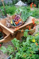 Summer Vegetable Harvest. Wooden trug in wheelbarrow with Garlic, Beetroot, Carrots, Courgettes, French Beans, Tomatoes and Onions. Norfolk, UK, July
 