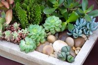 Container planting of mixed succulents