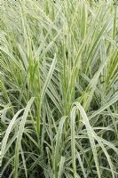 Miscanthus sinensis 'Variegatus' - Japanese Silver Grass, Maiden Grass,  