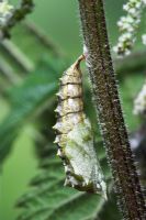 Aglais urticae - Small Tortoiseshell Butterfly Caterpillar pupating into a chrysalis
