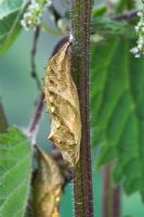 Aglais urticae - Small Tortoiseshell Butterfly pupa or chrysalis