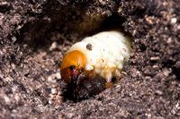 Melontha melontha - Common cockchafer or May Bug larva in rotten log. Dorset, UK