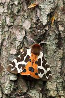 Arctia caja - Garden Tiger Moth. Sussex, UK