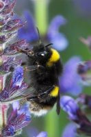 Bombus terrestris - Buff tailed bumblebee on Salvia flower