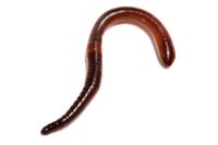 Lumbricus terrestris - Earthworm