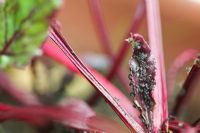 Aphis fabae - Black bean aphids on Beetroot