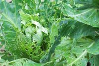 Pest damage on Cabbage leaves