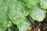 Erysiphe cichoracearum or Sphaerotheca fuliginea - Cucurbit Powdery Mildew, on Courgette leaves