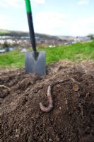 Earthworm on pile of newly dug soil