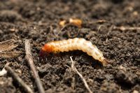 Ground beetle larva in soil