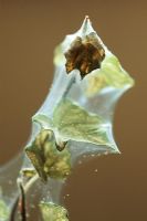Tetranychus urticae - Two spotted Spider Mite on Hedera - Ivy