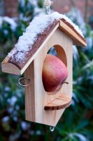 Winter feeding for birds.  Apple or fat ball bird feeder in winter