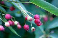Amelanchier lamarckii berries.  Edible berries